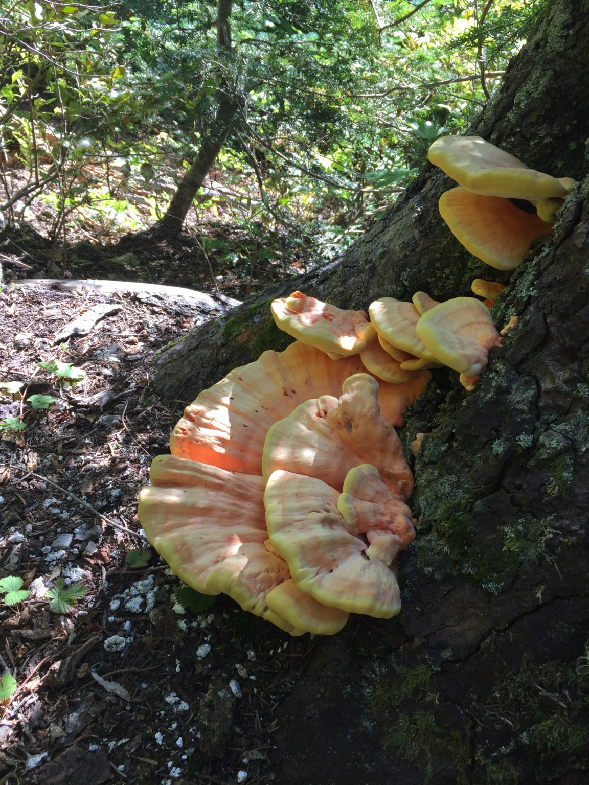 Middle Rock Lake - mushrooms