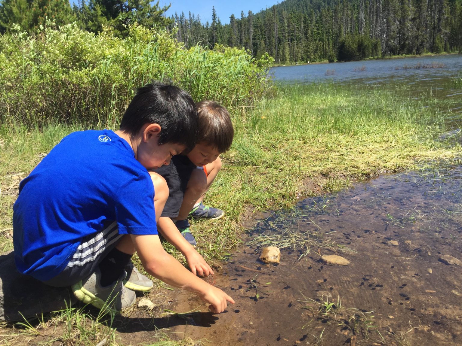 Tadpoles